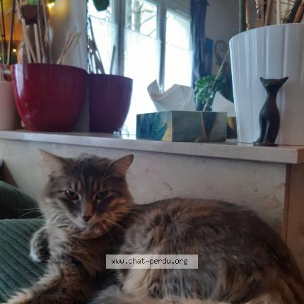 Constellations : J'ai perdu mon chat