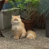 Photo de chat perdu à Verneuil Sur Seine