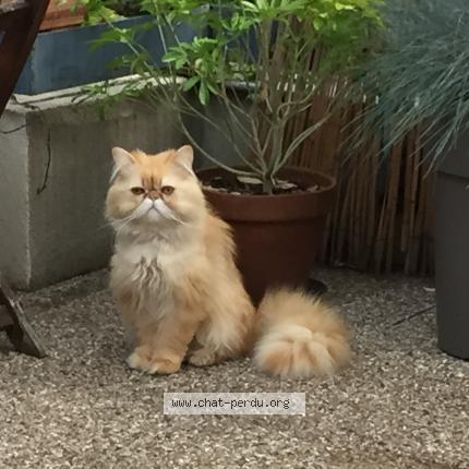 Photo 1/1 Chat retrouvé Perdu à Verneuil sur seine