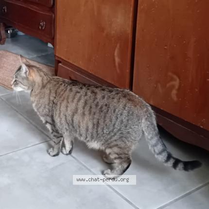 Photo de chat perdu à Saint Benin D Azy