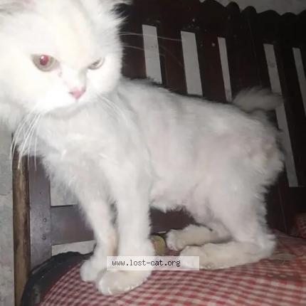 Photo 1/1 Mottoo Chat perdu à Islamabad