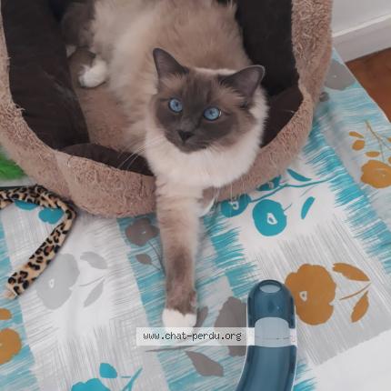 Photo de chat perdu à Saint Valerien