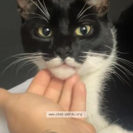 Photo 1/1 Elvis Chat perdu à Taintignies