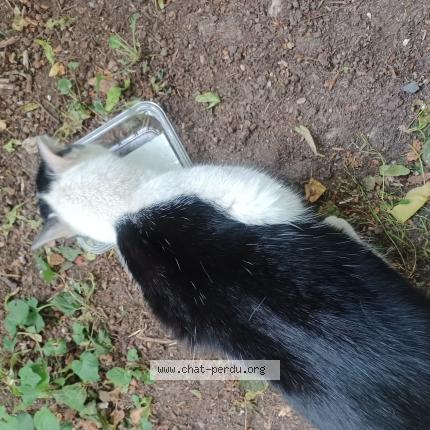 Photo 1/1 Leon Chat perdu à Chanteloup les vignes