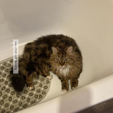 Photo 1/1 Ewok Chat perdu à Courcouronnes