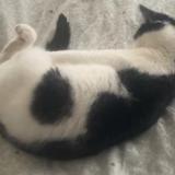 Photo de chat perdu à Seiches Sur Le Loir