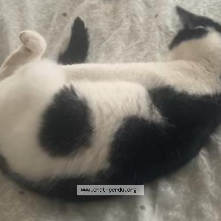 Photo 1/1 Nina Chat perdu à Seiches sur le loir