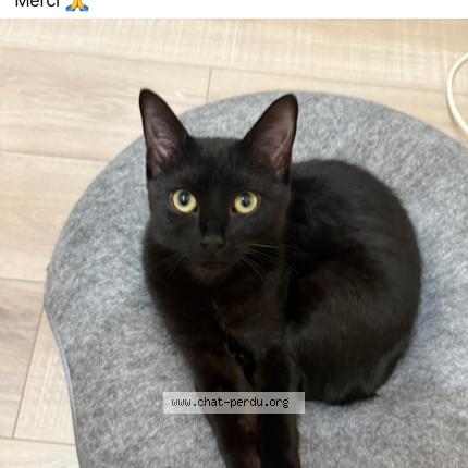 Photo 1/1 Mimi Chat perdu à Sacy le grand