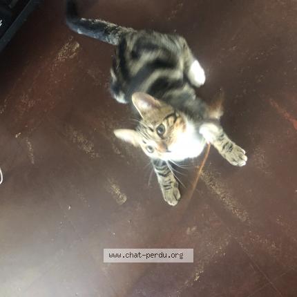 Photo de chat trouvé à La Rochelle