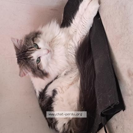 Photo de chat perdu à Chavagne
