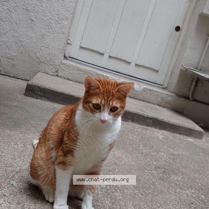Photo de chat perdu à Paris