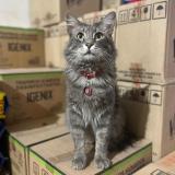 Photo de chat perdu à Santiago