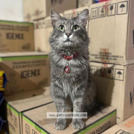 Photo 1/1 Renato Chat perdu à Santiago