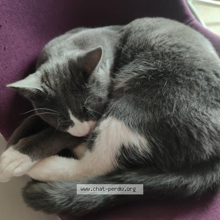 Photo 1/1 Chaussettes Chat perdu à Sourribes