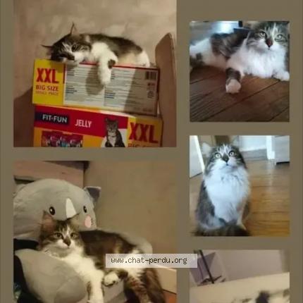 Photo de chat perdu à Montsauche Les Settons