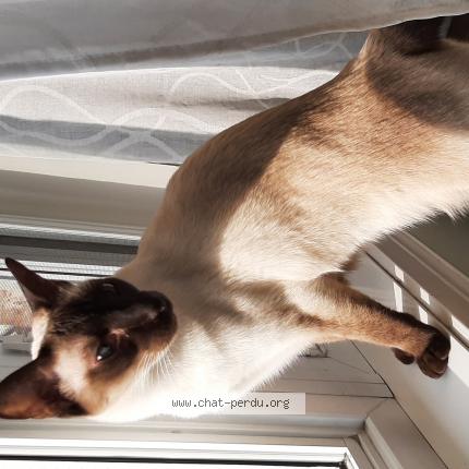 Photo 1/1 elisabeth forgeron Chat perdu à Saint hubert