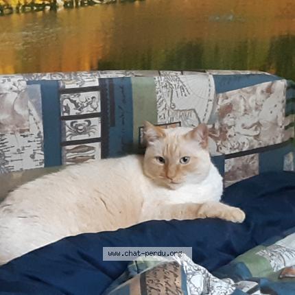 Photo de chat perdu à Seyssins