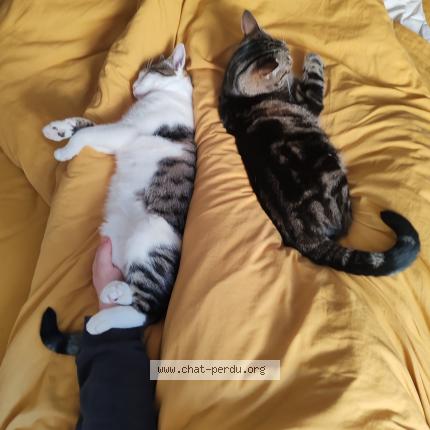 Photo 1/1 Zelko Chat perdu à Doue la fontaine