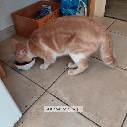 Photo 1/1 Chat trouvé Trouvé à Le mans