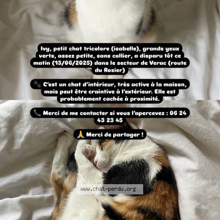 Photo 1/1 Chat retrouvé Perdu à Verac