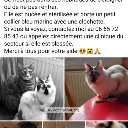 Photo de chat perdu à Tancua