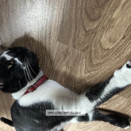 Photo de chat trouvé à Paris