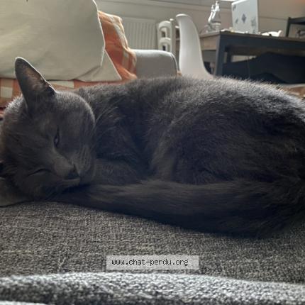 Photo de chat perdu à Ballon