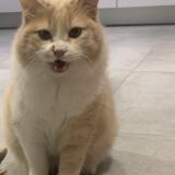 Photo de chat perdu à Villeneuve Les Maguelone