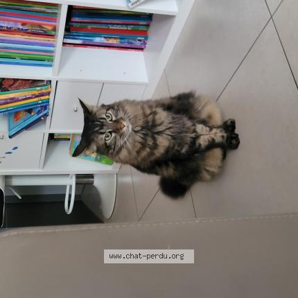 Photo de chat perdu à La Verpilliere