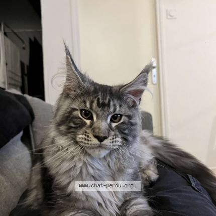 Photo de chat perdu à Toulon