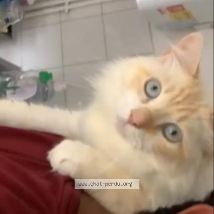 Photo 1/1 Darko Chat perdu à Saint pere en retz