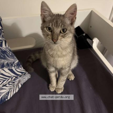866536 Akoune chat perdu à VILLEJUIF - Chat Perdu France