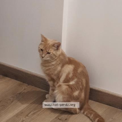 Photo de chat perdu à Vindry Sur Turdine