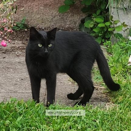Photo 1/1 Chat retrouvé Perdu à Claudon