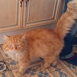 Photo de chat perdu à Maurois