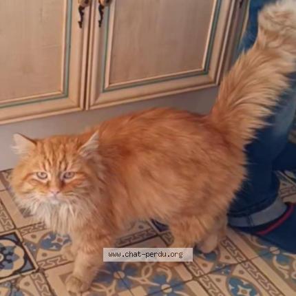 Photo 1/1 Muffin Chat perdu à Maurois