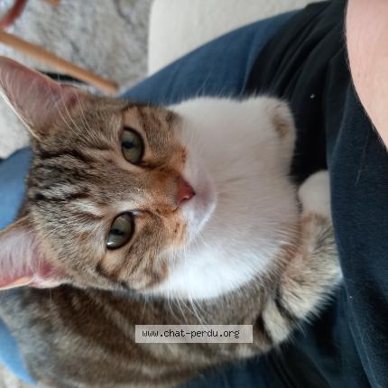 Photo 1/1 Chat retrouvé Perdu à Compiegne