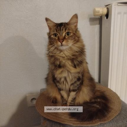 Photo de chat perdu à Dabo