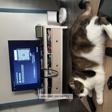 Photo de chat perdu à Neuilly Plaisance
