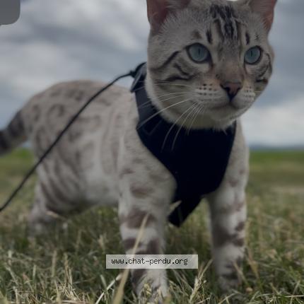 Photo 1/1 Snowy Chat perdu à Charleville mezieres