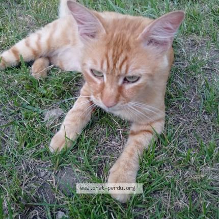 Photo 1/2 Tigrou Chat perdu à Saint etienne de tulmont