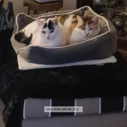 Photo de chat perdu à Thorigny Sur Marne