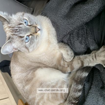 Photo de chat perdu à Seyssins