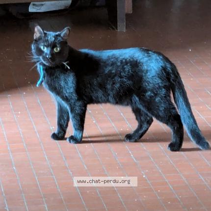 Photo de chat perdu à Bonsecours