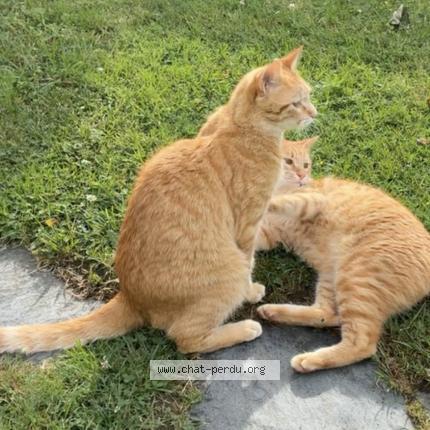 Photo 1/1 Loki Chat perdu à Bonson