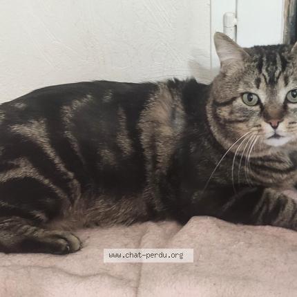 Photo 1/1 Chat retrouvé Perdu à Dreux