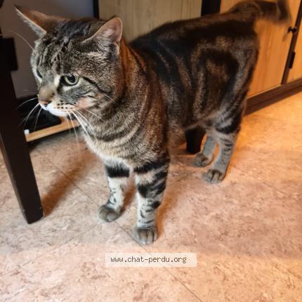 Photo de chat trouvé à Le Havre