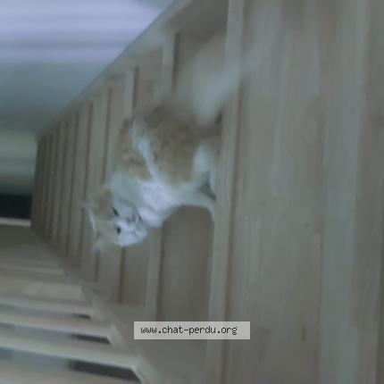 Photo de chat perdu à Apprieu