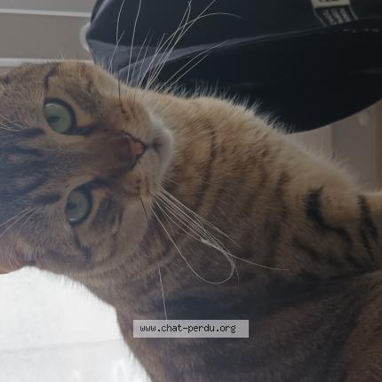 Photo de chat perdu à Evreux
