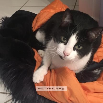 Photo 1/2 Felix Samy Chat perdu à Mions